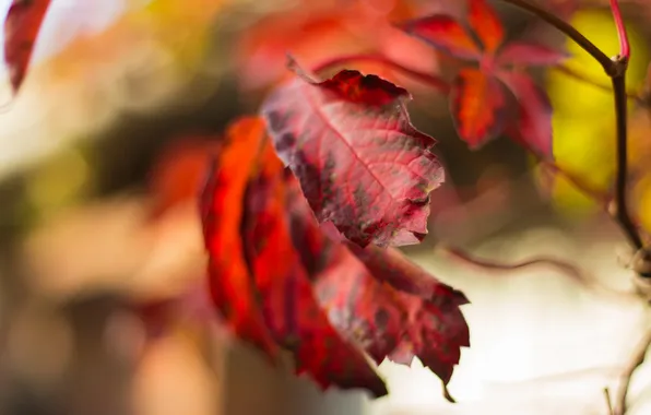 Осень, листья, природа