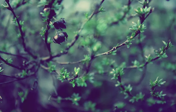 Зелень, ветки, природа