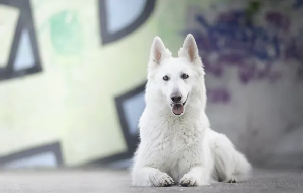 Картинка собака, боке, Белая швейцарская овчарка