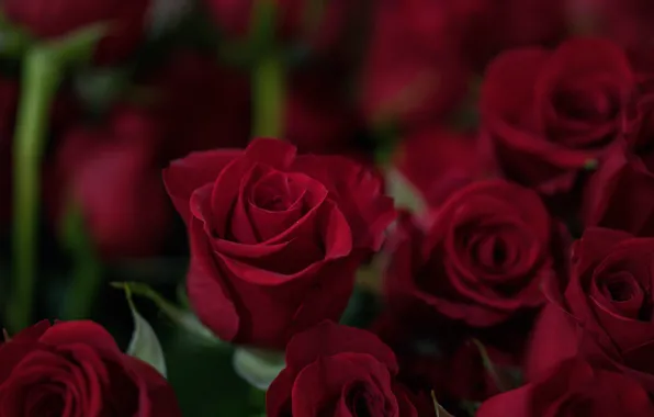 Картинка бутоны, красный, red, roses, букет, flower, розы