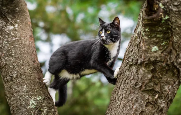 Картинка кошка, кот, деревья, черный