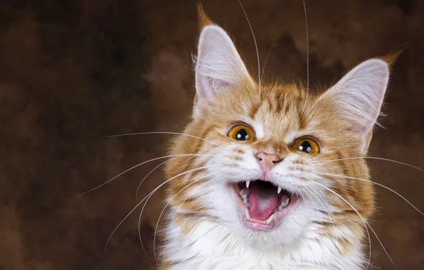 Язык, кошка, взгляд, поза, котенок, фон, портрет, рыжий