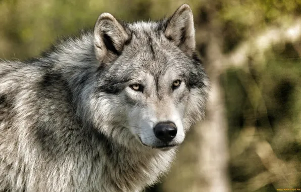 Картинка nature, predator, animal, wolf, wildlife, Canis lupus., portrait.