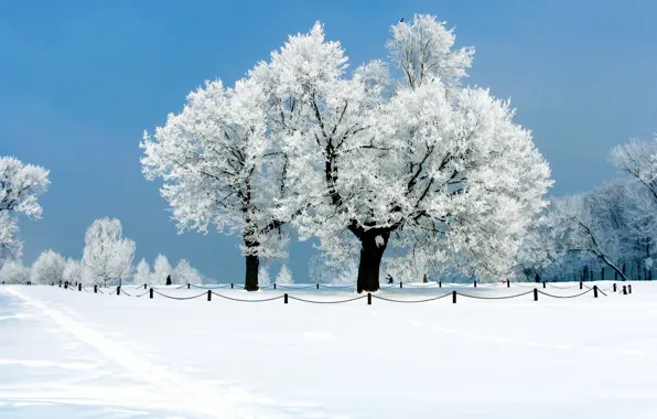 Зима, иней, снег, деревья, Природа