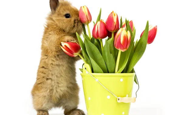 Цветы, кролик, тюльпаны, rabbit, tulips, bunny