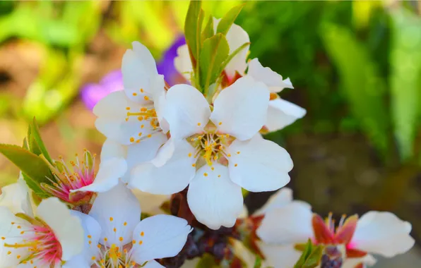 Картинка Весна, Spring, Цветение, Flowering