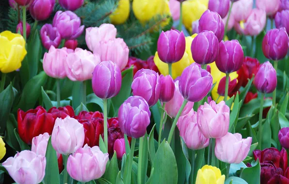 Картинка тюльпаны, клумба, разноцветные