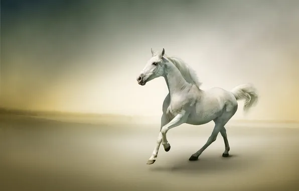 Картинка туман, река, лошадь, бег