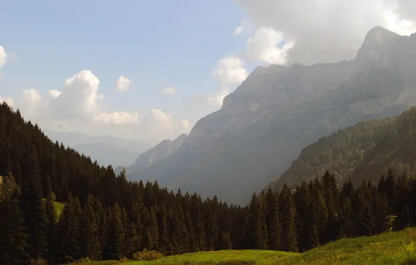 Лес, небо, трава, облака, деревья, горы