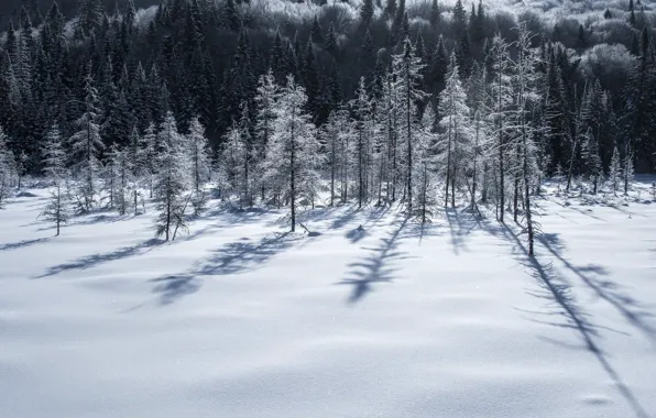 Зима, поле, небо, снег, деревья, пейзаж, природа, красота