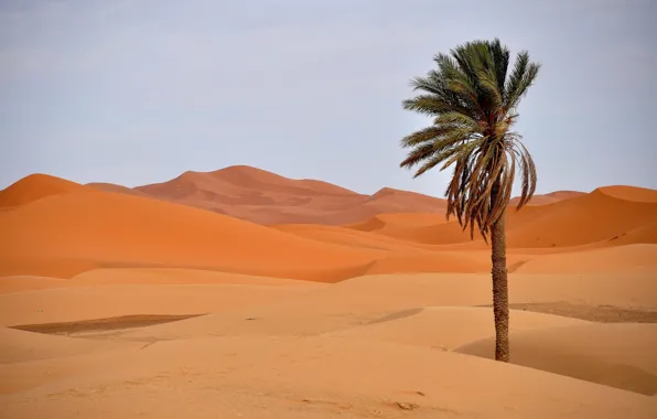 Картинка песок, барханы, пальма, пустыня