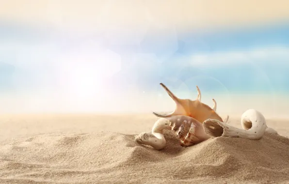 Картинка песок, пляж, небо, ракушка, деревяшка