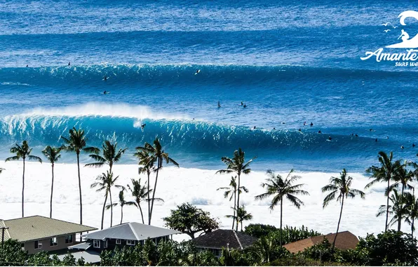 LOGO, SURF, AMANTE, HAWAII