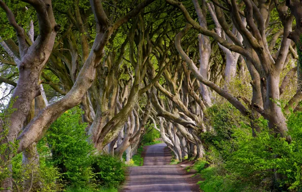 Картинка дорога, деревья, Англия, аллея, England, бук, Северная Ирландия, Northern Ireland
