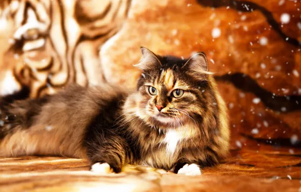Кошка, кот, взгляд, полоски, фон, Новый год, лежит, плед