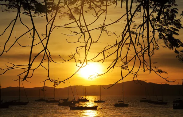 Картинка солнце, закат, ветки, озеро, лодки
