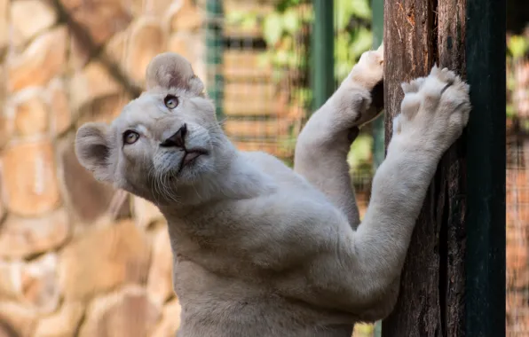 Кошка, взгляд, морда, фон, дерево, камень, портрет, лев