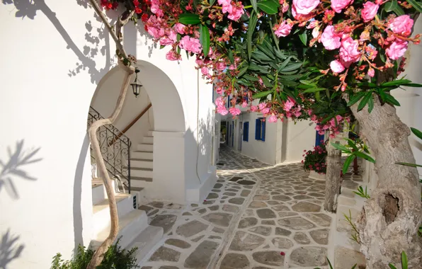 Картинка цветы, дома, Santorini, Greece