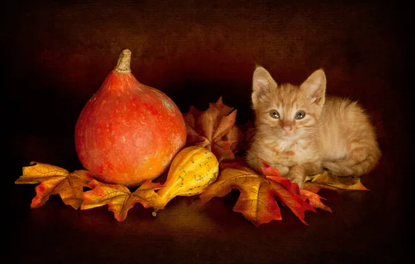 Картинка осень, кошка, взгляд, листья, поза, темный фон, котенок, урожай