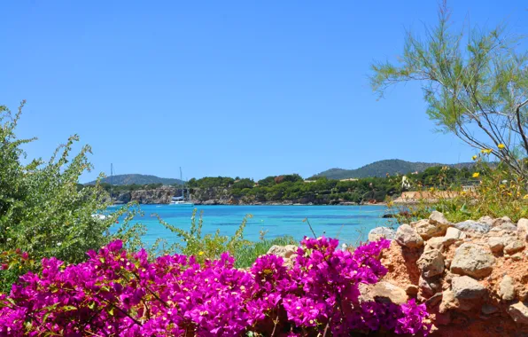 Картинка море, пейзаж, цветы, камни