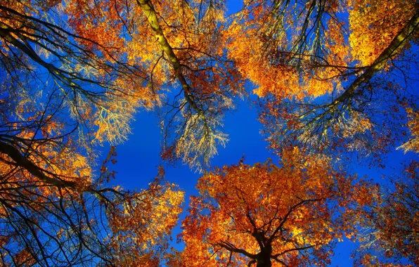 Осень, листья, деревья, крона, багрянец