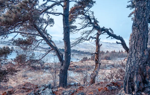 Colors, rocks, meadow, pine trees