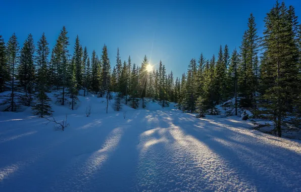 Зима, солнце, снег, деревья, winter is coming