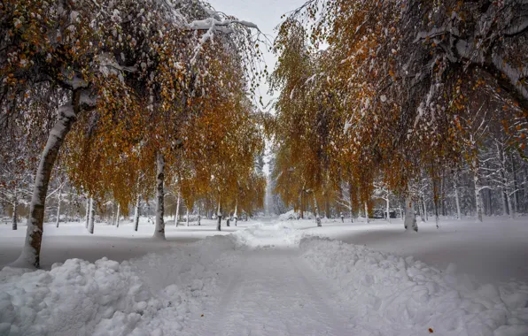 Картинка зима, снег, деревья