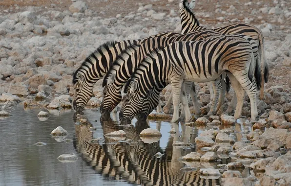 Картинка природа, зебра, Африка, водопой