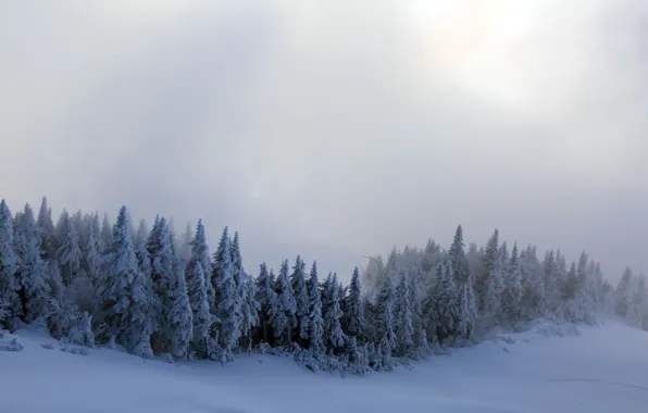 Зима, снег, деревья, туман