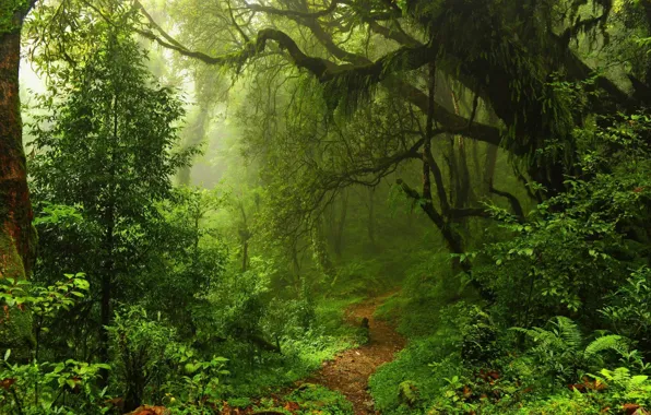 Картинка USA, forest, trees, Hawaii, nature, leaves, walkway, path