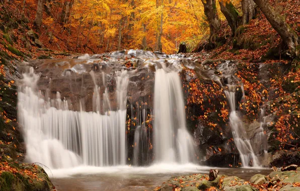Осень, лес, деревья, ветки, природа, камни, скалы, берег
