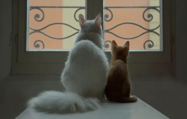 Белый, кот, окно, рыжий, котёнок, парочка
