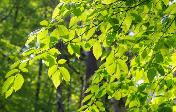 Green, tree, leafs, spring, twig