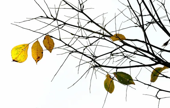 Осень, листья, природа