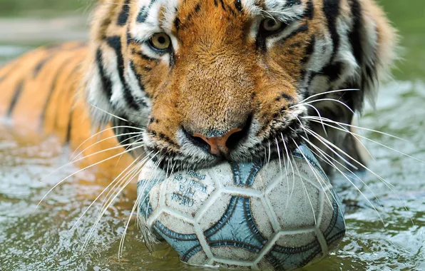 Картинка tiger, ball, zoo, wild cat
