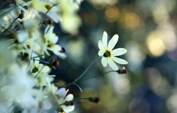Белый, цветок, макро, блики, нежность, растения