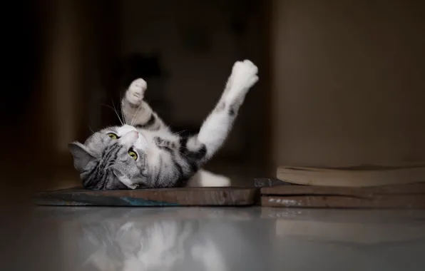 Кошка, кот, взгляд, поза, лапки, пол, лежит, книга