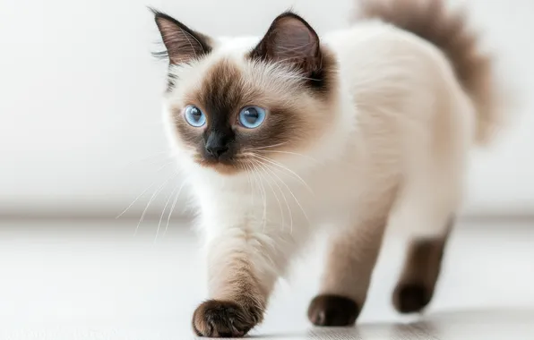 Кошка, взгляд, поза, котенок, голубые глаза, мордашка, светлый фон, сиамский