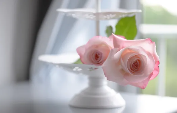Картинка нежность, розы, ваза, боке