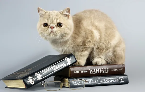 Картинка кошка, книги, очки