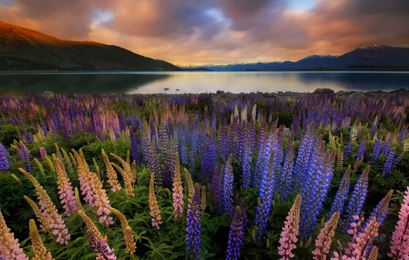 Картинка пейзаж, закат, цветы, горы, природа, озеро, Новая Зеландия, Текапо