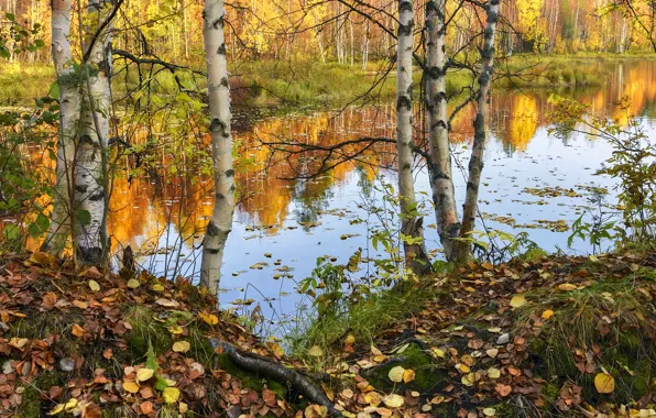 Осень, лес, деревья, ветки, озеро, пруд, отражение, стволы