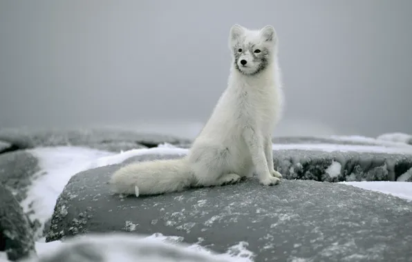 Картинка снег, камни, сидит, песец, полярная лисица