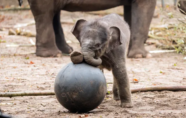 Игра, слон, малыш