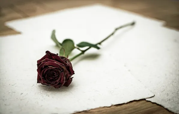 Цветы, фон, розы