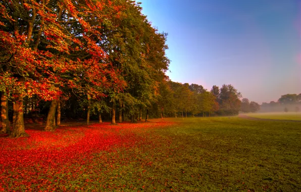 Картинка поле, осень, лес, листья, деревья, природа, туман, дорожка
