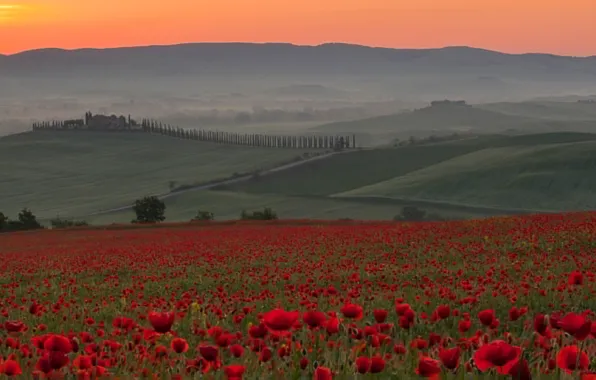 Поле, небо, закат, цветы, туман, холмы, маки, Италия