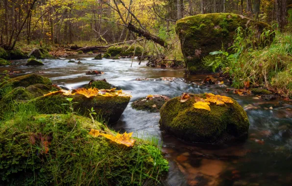 Осень, ручей, камни, речка, осенние листья