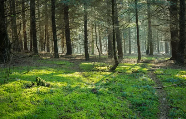 Лес, деревья, природа, тропинка